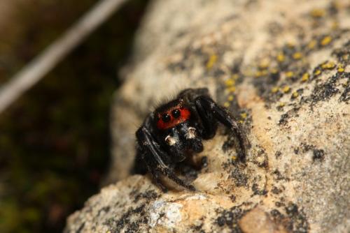Pellenes seriatus